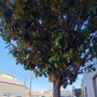 Photo of Imperial Tree Removal Service