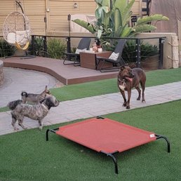 Exploring the backyard with his new paw friends