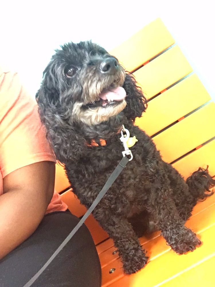 Carolina Poodle Rescue Image