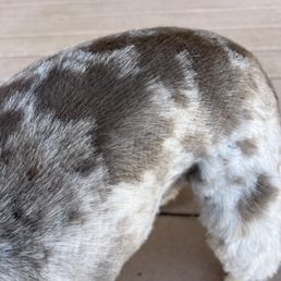 Choppy clipper marks all over her body.