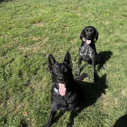 Krushk9 Dog Training Atlantic County - Reaper and Ripp