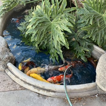 Bob's Burgers - Koi Pond in front of restaurant - Burgers Near Me - La Puente, California