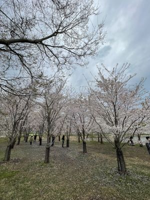 Jackson Park by null