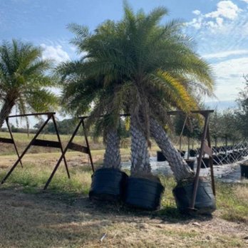 Wagner Tree Farm - Tree Services Near Me - Santa Fe, Texas