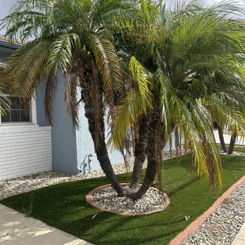 Fore Landscape Services - Palm 2 before - Tree Services Near Me Fore Landscape Services - Palm 2 before - Tree Services Near Me