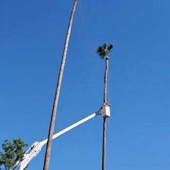 Ace Tree Service - Landscaping Near Me Ace Tree Service - Landscaping Near Me
