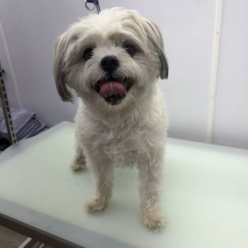 Stylin Pawfection - Before - Pet Groomers Near Me Stylin Pawfection - Before - Pet Groomers Near Me