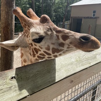 Bee City Zoo - Petting Zoos Near Me - Cottageville, South Carolina