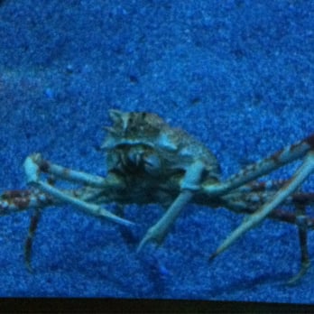 Oceanogràfic - Aquariums Near Me - Valencia, V