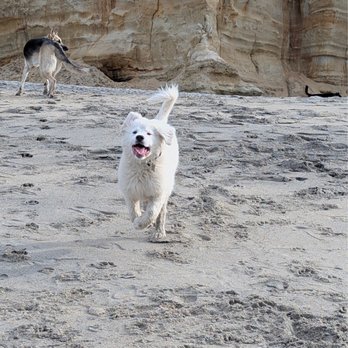 Del Mar Veterinary Hospital - Doreen - Veterinarians Near Me - Del Mar, California