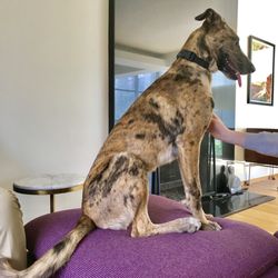 Humane Society of Southeast Missouri