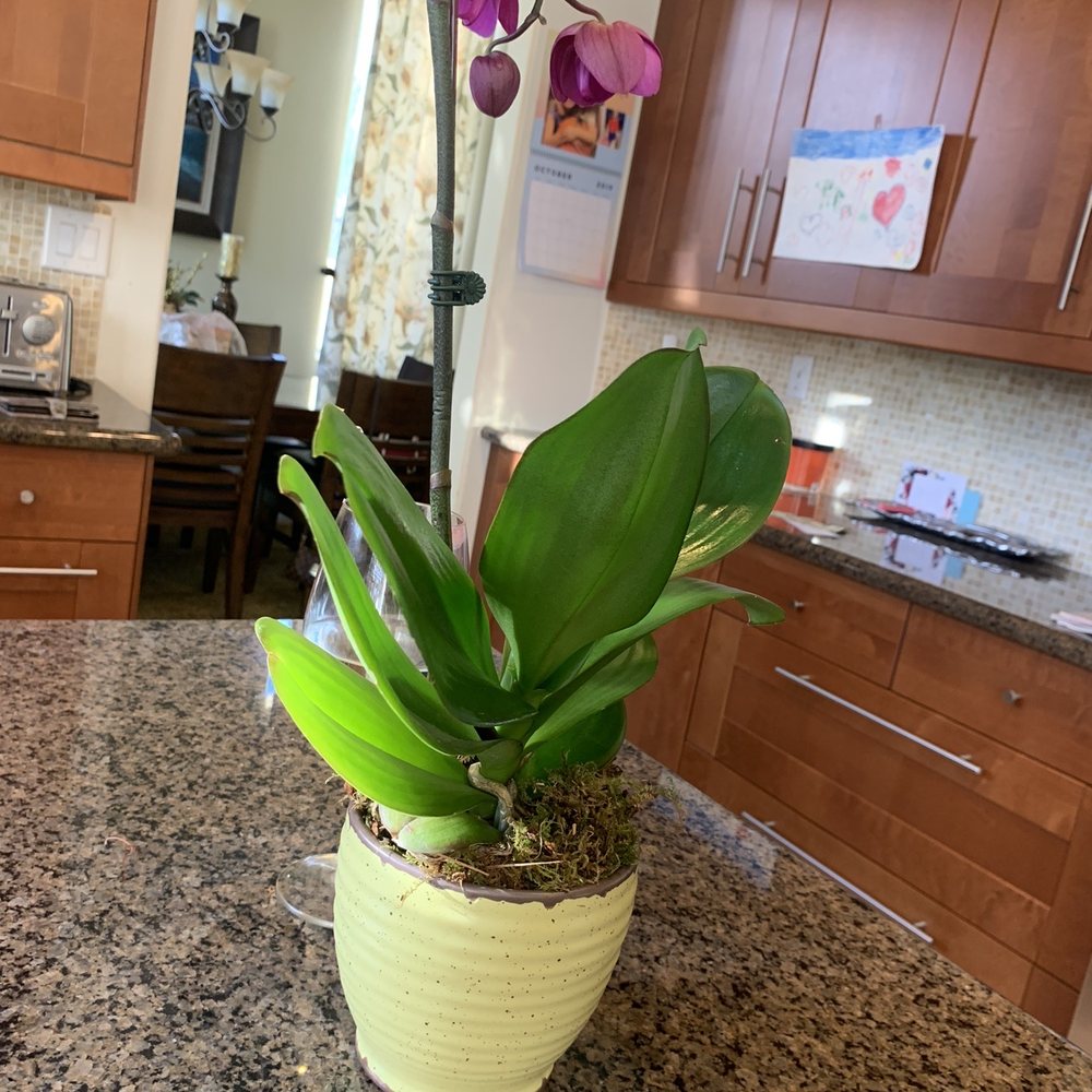 Seasons Florist - 38.50 orchid with an over 20 dollar pot.... seasons florist are crooks. - Florists Near Me - Aliso Viejo, California Seasons Florist - 38.50 orchid with an over 20 dollar pot.... seasons florist are crooks. - Florists Near Me - Aliso Viejo, California