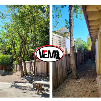 Vema Tree Service - Tree pruning - Tree Services Near Me Vema Tree Service - Tree pruning - Tree Services Near Me