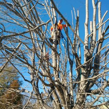 1. Monkey Business Tree service