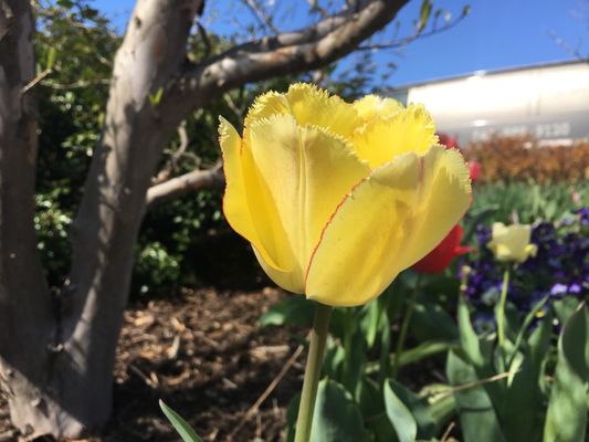 Hahn Horticulture Garden by null