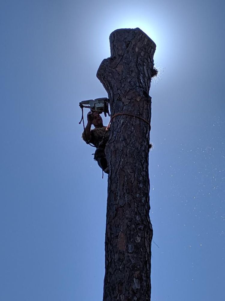 TOP NOTCH TREE SERVICE - Updated June 2025 - 725 Dunlawton Ave, Port ...