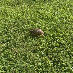 Heritage Trail Greenway - The turtle