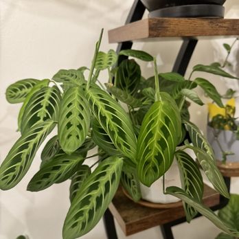 Houseplants and Plant Essentials. - My lemon lime maranta that I almost killed but has come back double its original size. - Nurseries & Gardening Near Me - San Francisco, California Houseplants and Plant Essentials. - My lemon lime maranta that I almost killed but has come back double its original size. - Nurseries & Gardening Near Me - San Francisco, California
