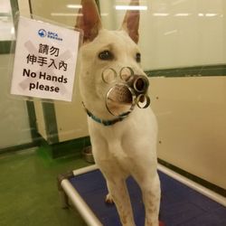 香港愛護動物協會