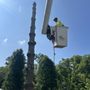Photo of Wes Lee Tree Care