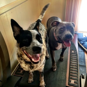 Pet Peeves Training - Train your dog to use the treadmill! - Pet Training Near Me - Canoga Park, California Pet Peeves Training - Train your dog to use the treadmill! - Pet Training Near Me - Canoga Park, California