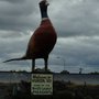 Photo of The Plains