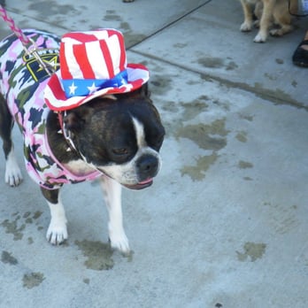 Doggie Poolooza - Piggy - Festivals Near Me - Ontario, California Doggie Poolooza - Piggy - Festivals Near Me - Ontario, California