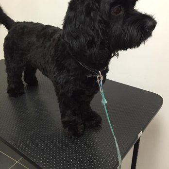 Animo Etc - Pet Stores Near Me - Laval, Quebec Animo Etc - Pet Stores Near Me - Laval, Quebec