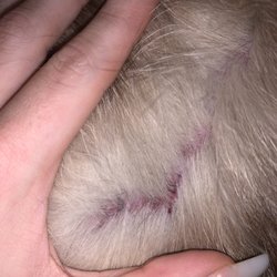 Sand2Suds Pet Grooming