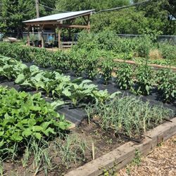 Finding Justice - Flower and Vegetable Garden