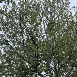 So many birds!