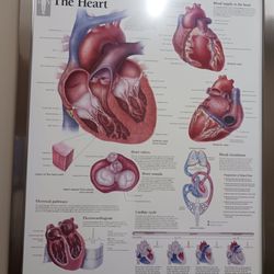 Orlando Heart & Vascular Institute