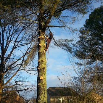 Su-Tree Service - Tree Services Near Me - Alpharetta, Georgia Su-Tree Service - Tree Services Near Me - Alpharetta, Georgia