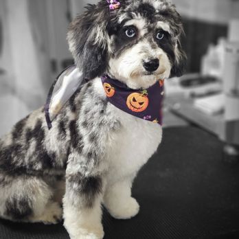 Posh Pawz Pet Spa - Pet Groomers Near Me - Pace, Florida Posh Pawz Pet Spa - Pet Groomers Near Me - Pace, Florida