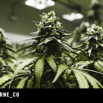 Claybourne Co. - Cannabis Dispensaries Near Me Claybourne Co. - Cannabis Dispensaries Near Me