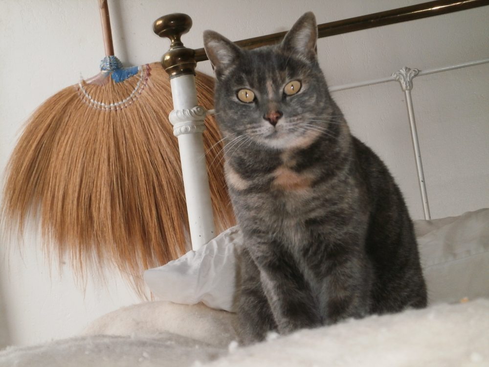 BODEGA BAY VETERINARY HOSPITAL 12 Photos & 26 Reviews 1365 Bodega