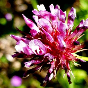 Garrapata State Park - Dwarf Sack Clover - Hiking Near Me