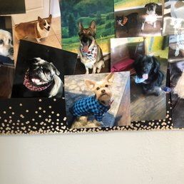 My grand pup, Benji (Blue shirt) gets groomed here and we absolutely love it! They take great care of him.
