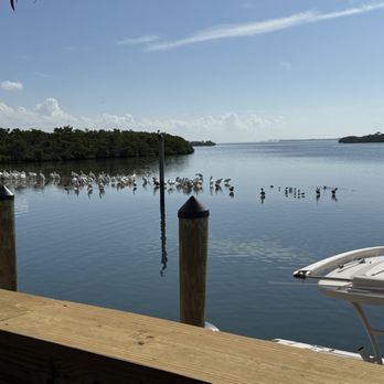 Swordfish Grill & Tiki bar - More pelicans - Seafood Near Me - Cortez, Florida Swordfish Grill & Tiki bar - More pelicans - Seafood Near Me - Cortez, Florida
