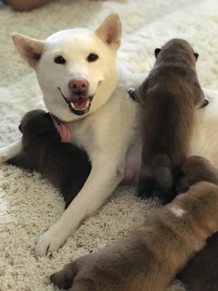 NICASH LITTLE PAWS Pet Breeders Virginia Beach, VA Phone Number