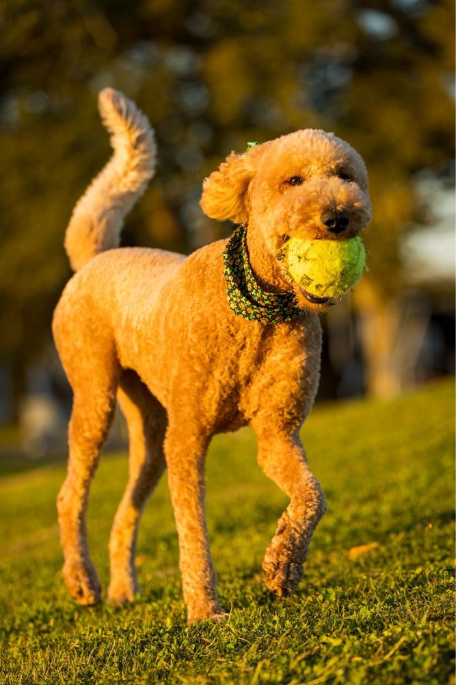 PAW DAT Updated September 2024 11 Photos 205 Sierra Ct, Metairie, Louisiana Pet Boarding