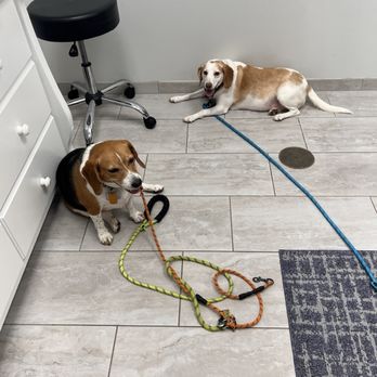 COTA Veterinary - Veterinarians Near Me - Richmond, Virginia