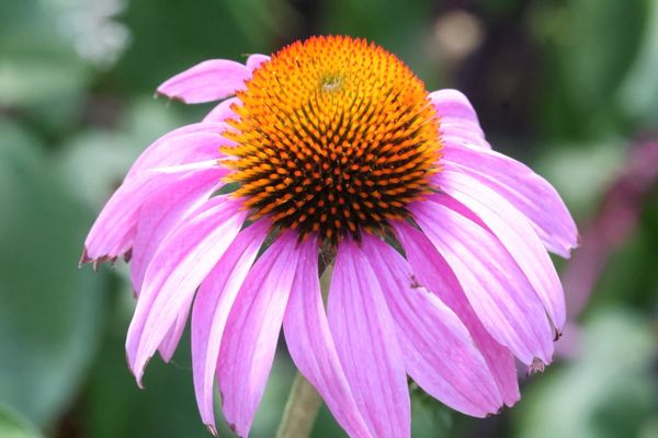 Texas Discovery Gardens at Fair Park by null
