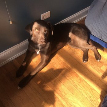 One Tail at a Time - Our sundog Ginsburg (FKA Mary) - Animal Shelters Near Me - Chicago, Illinois