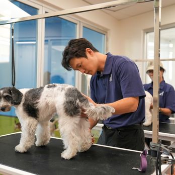 Pawsible - Best Stylish Grooming in DTLA! - Pet Training Near Me - Los Angeles, California Pawsible - Best Stylish Grooming in DTLA! - Pet Training Near Me - Los Angeles, California
