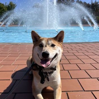 Strategic K9 Training - Kaytra's first park class at Balboa - Pet Training Near Me - Spring Valley, California Strategic K9 Training - Kaytra's first park class at Balboa - Pet Training Near Me - Spring Valley, California