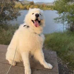 Good boy Good boy