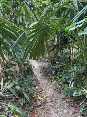 Bukit Timah Nature Reserve by null
