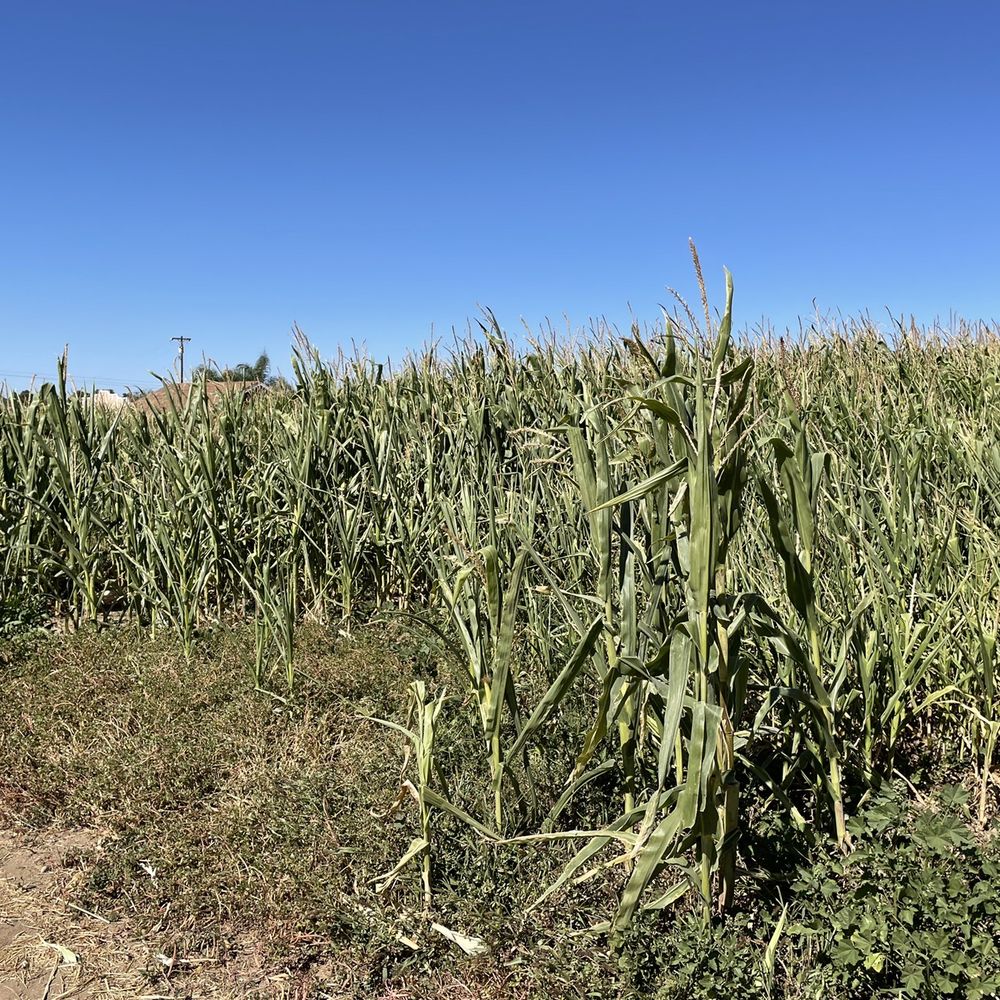 Mountain Valley Ranch - Corn maze - Pumpkin Patches Near Me - Ramona, California Mountain Valley Ranch - Corn maze - Pumpkin Patches Near Me - Ramona, California