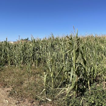 Mountain Valley Ranch - Corn maze - Pumpkin Patches Near Me - Ramona, California Mountain Valley Ranch - Corn maze - Pumpkin Patches Near Me - Ramona, California